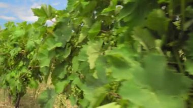 Valley or plantation with rows of vineyards in Georgia is Kakheti. Camera movement in rows on sunny day. Agricultural land, winemaking and industry.