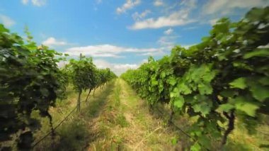 Valley or plantation with rows of vineyards in Georgia is Kakheti. Camera movement in rows on sunny day. Agricultural land, winemaking and industry.
