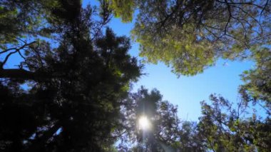 View descends upwards on crowns of trees on sunny clear day. Sun's rays shine and pass through foliage and branches of tree against background of blue sky. camera rotates in circle. Wind moves foliage