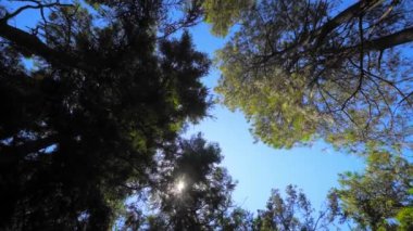 View descends upwards on crowns of trees on sunny clear day. Sun's rays shine and pass through foliage and branches of tree against background of blue sky. camera rotates in circle. Wind moves foliage