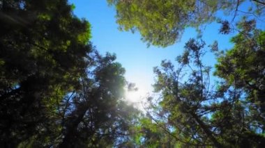 View descends upwards on crowns of trees on sunny clear day. Sun's rays shine and pass through foliage and branches of tree against background of blue sky. camera rotates in circle. Wind moves foliage