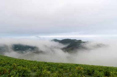 Beautiful mountain landscape with green grass, trees in the clouds early in the morning. Bakhmaro, Georgia