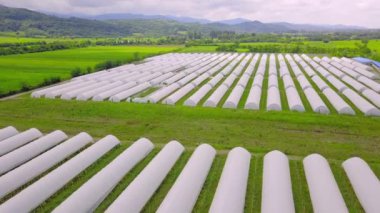 Modern greenhouses Landscape Agricultural industrial complex lined up in row, covered with transparent film of growing vegetables and fruits. Texture of greenhouse roofs. Farming, bio products
