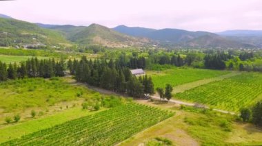 Aerial Drone panorama of vineyards and agricultural fields in Kakheti in Georgia. View of drone over large wine farm. Sunny day with rows of vineyards against backdrop of mountains.