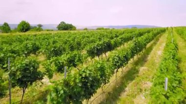 Aerial Drone panorama of vineyards and agricultural fields in Kakheti in Georgia. View of drone over large wine farm. Sunny day with rows of vineyards against backdrop of mountains.