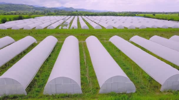 Modern Greenhouses Landscape Agricultural Industrial Complex Lined Row Covered Transparent — Vídeo de Stock