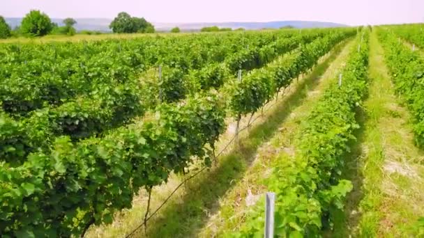 Aerial Drone Panorama Vineyards Agricultural Fields Kakheti Georgia View Drone — Wideo stockowe