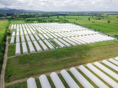Drone view of greenhouses lined up, covered with white film for growing vegetables and fruits on the plain against the background of mountains. Agriculture, bio-products.