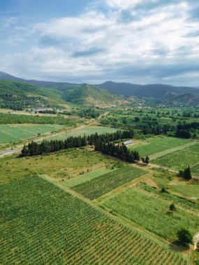 Dağların arkasındaki üzüm tarlalarının insansız hava aracından inanılmaz güzel bir manzara. Aydınlık bir yaz gününde güzel üzüm bağları manzarası. Dikey fotoğraf