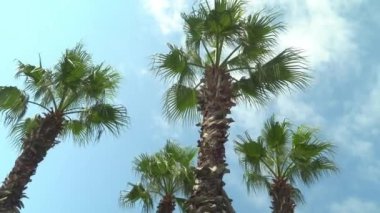Mavi gökyüzüne ve beyaz bulutlara karşı yeşil palmiye ağaçları. Parlak mavi gökyüzü ve panoramik doğa pankartıyla tropik orman ormanı. Idyllic doğal manzara, yukarı bakıyor, düşük bakış açısı. Yaz gezisi