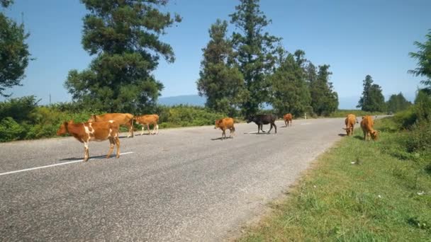 畑のある舗装道路には牛がたくさんいます 牛はアスファルトの道路に沿って別の場所から歩いてください ジョージア州で放牧 動物の概念を旅行する 青い空熱い — ストック動画