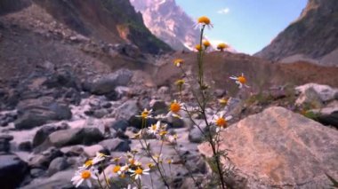 Papatya çayırı ve arka planda dağlar. Georgia Svaneti dağlarının güzel manzarası. Dağlardaki papatyalar. Güneşli bir günde mavi gökyüzü nehrinin zeminine karşı dağ çiçekleri.