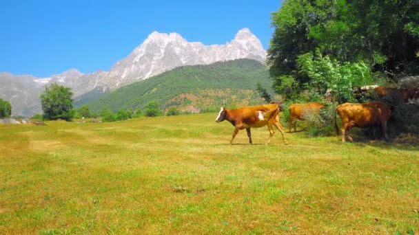 Καφέ Κόκκινες Αγελάδες Βόσκουν Βοσκότοπους Στην Κοιλάδα Του Βουνού Φόντο — Αρχείο Βίντεο