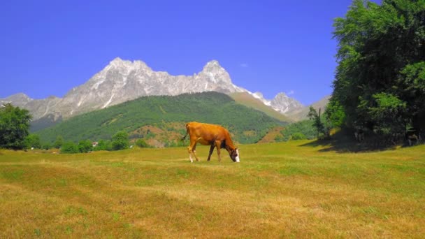 Vache Tachetée Brune Blanche Marchant Sur Fond Montagnes Paysage Estival — Video