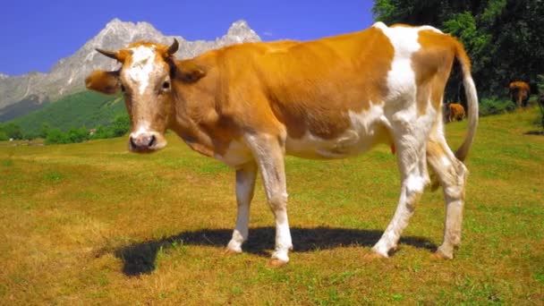 Vache Tachetée Brune Blanche Marchant Sur Fond Montagnes Paysage Estival — Video