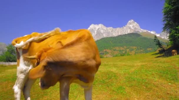 白褐色の牛が山を背景に歩いているのが見えた 新鮮な緑の山の牧草地で牛の放牧と背景に雪をかぶった山のピークを持つ山の中で牧歌的な夏の風景 — ストック動画