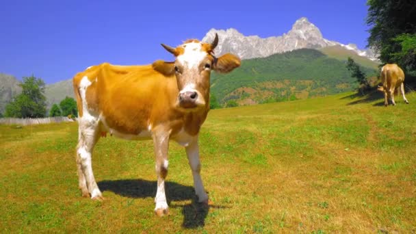 Vache Tachetée Brune Blanche Marchant Sur Fond Montagnes Paysage Estival — Video