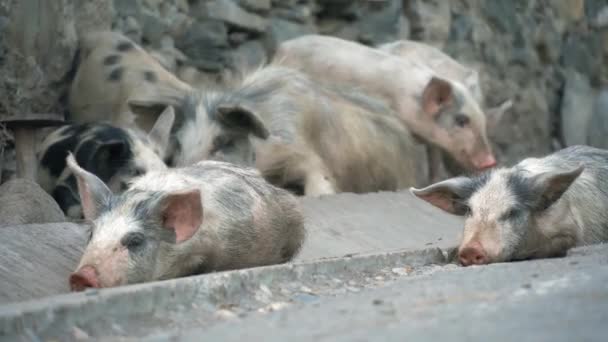 늘어선 돼지들이 어미의 뿌린다 재미있다 농업용수 농업용수이다 주민들의 가축을 기르는 — 비디오