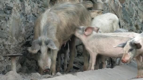 许多灰猪被吃掉 被吸进大猪里 在他们的母亲旁边播种 它们又小又有趣 饲养或饲养动物 小企业 作为当地居民的畜牧业 — 图库视频影像