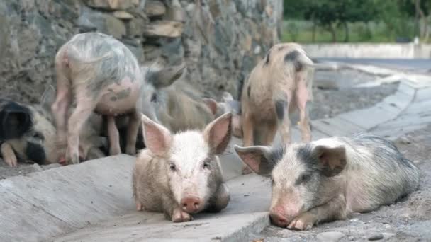 늘어선 돼지들이 어미의 뿌린다 재미있다 농업용수 농업용수이다 주민들의 가축을 기르는 — 비디오