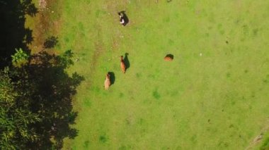 Kahverengi ya da kızıl inekler dağ vadisindeki çayırlarda otlar. Dağlar ve karla kaplı tepeler karşısında. İnek sürüsü dağlarda otluyor. Kırsal alanda çiftlik, sığır yetiştiriciliği veya mandıra çiftliği.