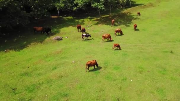 緑の夏の牧草地で赤と茶色の牛の放牧 森の牧草地で牛 農村部のシーン クワッドコプターやドローンの空中ビュー 牛の飼育 農村部の畜産場 — ストック動画