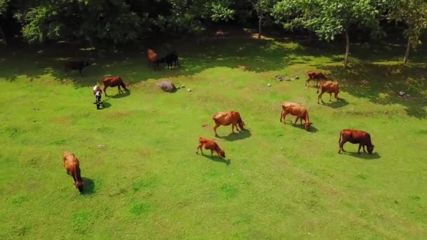 Kırmızı Kahverengi Inekler Yeşil Yaz Otlaklarında Otlarlar Ormandaki Otlaklarda Sığırlar — Stok video