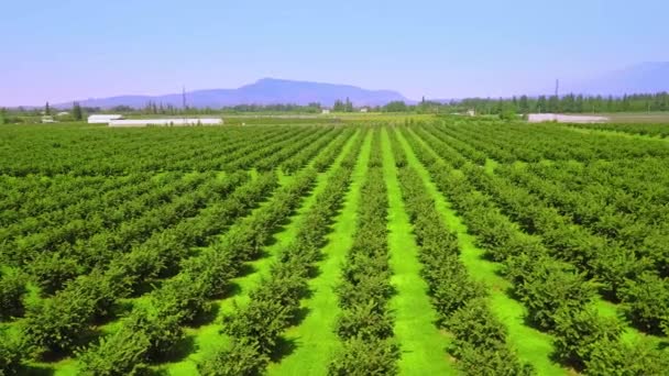 Fila Avelãs Jardim Verde Solo Rico Troncos Escuros Folhas Verdes — Vídeo de Stock