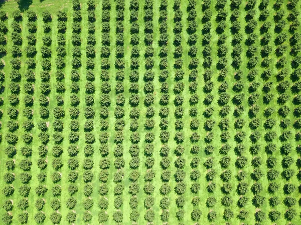 Nahaufnahme Von Einer Drohne Einer Walnussbaumplantage Einem Sonnigen Tag Haselnussbaumplantage — Stockfoto