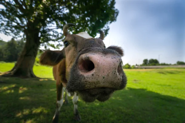 Close Funny Image Nose Mouth Cow Head Raised Showing Nostrils Royalty Free Stock Images