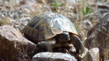 Turtle sokak zemininde yürüyor. Vahşi doğada kaya ve kayalarda sürünen deniz kaplumbağası. Kaplumbağa boksu. Gri kabuklu egzotik yabani kaplumbağa taşların üzerinde sürünüyor..