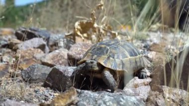 Turtle sokak zemininde yürüyor. Vahşi doğada kaya ve kayalarda sürünen deniz kaplumbağası. Kaplumbağa boksu. Gri kabuklu egzotik yabani kaplumbağa taşların üzerinde sürünüyor..