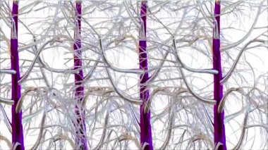 Huş Ağacı Botanik 3D Hazırlama