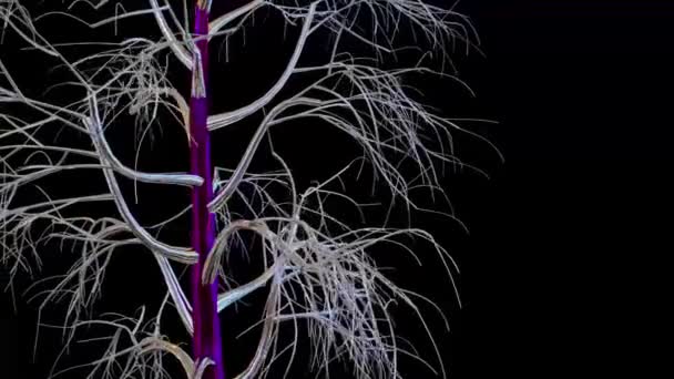 Birch Tree Botanical Rendering — стоковое видео