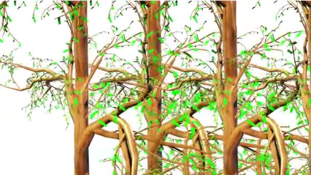 Taxodium Tree Botanical Renderelés — Stock videók
