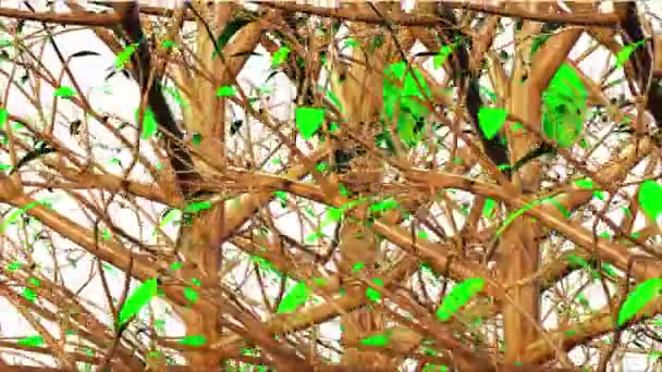 Mountain Maple Tree Botanische Digitale Rendering — Stockvideo