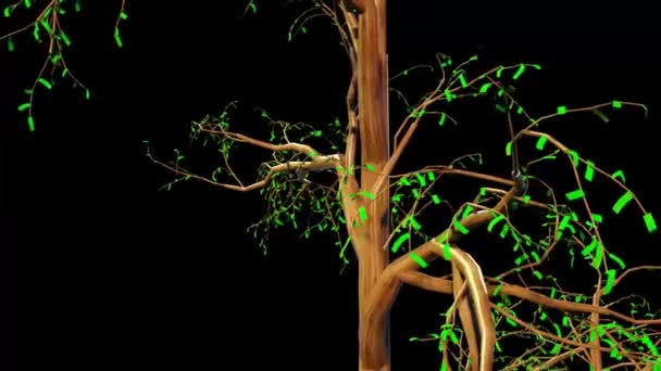 Taxodium Boom Botanische Rendering — Stockvideo