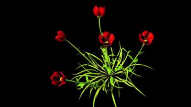 Coquelicot Botanik Çiçekleri 3B Hazırlama