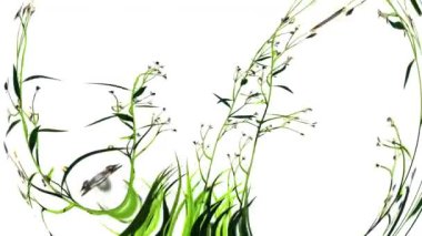 Çayır Mavisi Botanik Çiçekleri 3B Hazırlama