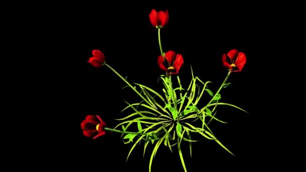 Coquelicot Botanische Bloemen Rendering — Stockvideo