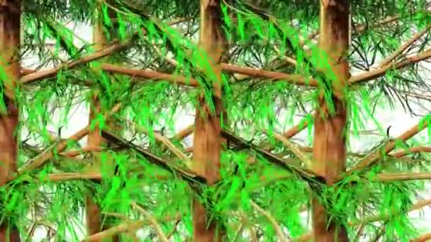 Picea Abies Tree Rendering Botanico — Video Stock