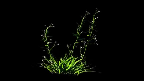 Prairie Blauwe Botanische Bloemen Rendering — Stockvideo