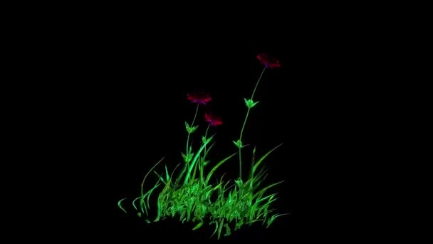 Rosor Blommor Botanisk Rendering — Stockvideo