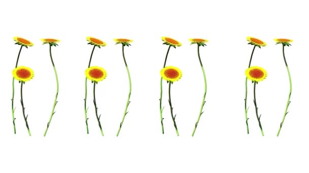 Girasol Botanical Nature Rendering — Vídeos de Stock