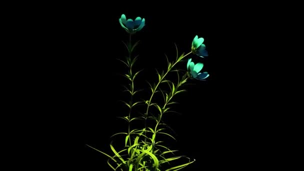 Wilde Bloemen Botanische Bloemen Rendering — Stockvideo