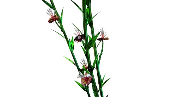 Atkinsiana Botaniczne Kwiaty Rendering — Wideo stockowe