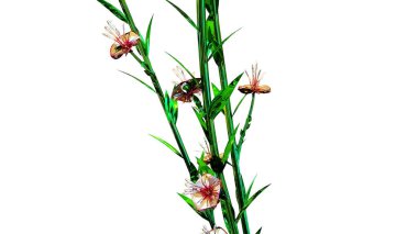 Atkinsiana Botanik Çiçekleri 3B Hazırlama