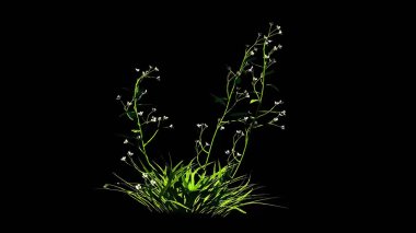 Çayır Mavisi Botanik Çiçekleri 3B Hazırlama