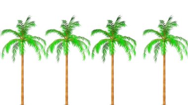 Kraliçe Palm Botanik 3D Hazırlama