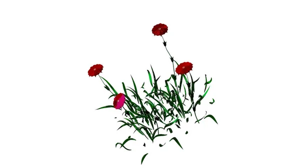 アスター植物の花3Dレンダリング — ストック写真